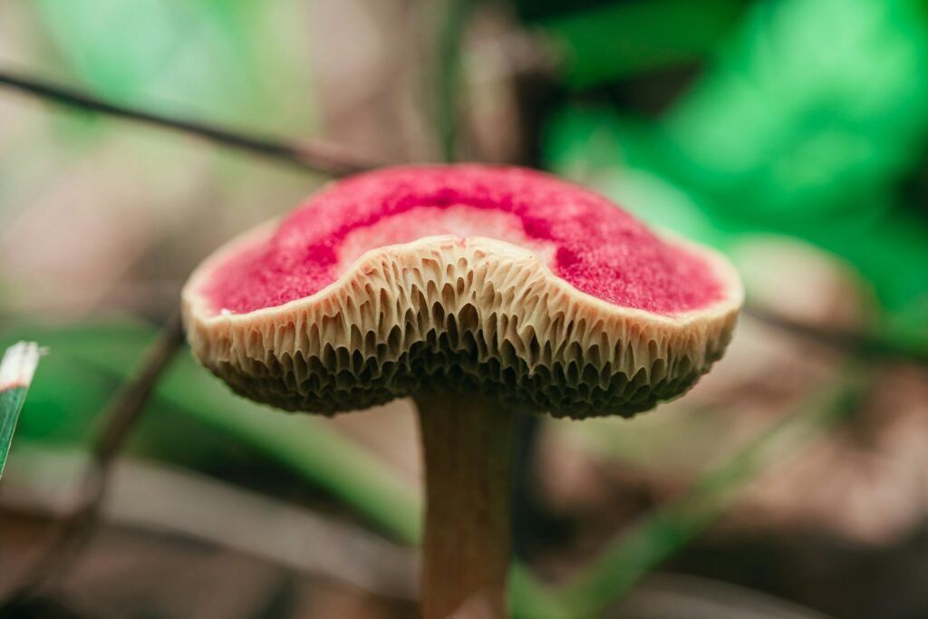 red and white mushroom in close up photography